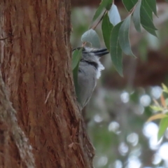 Colluricincla harmonica at Acton, ACT - 13 Dec 2022