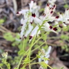 Fumaria capreolata (White Fumitory) at Ainslie, ACT - 23 Nov 2022 by Ned_Johnston