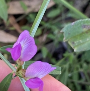 Vicia sativa at Ainslie, ACT - 23 Nov 2022