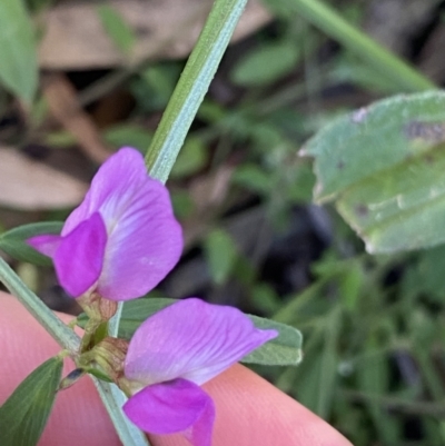 Vicia sativa (Common Vetch) at Mount Ainslie - 23 Nov 2022 by Ned_Johnston