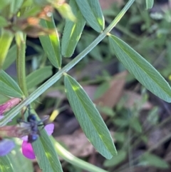 Vicia sativa at Ainslie, ACT - 23 Nov 2022