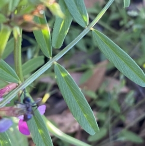 Vicia sativa at Ainslie, ACT - 23 Nov 2022