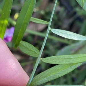 Vicia sativa at Ainslie, ACT - 23 Nov 2022