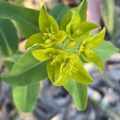 Euphorbia oblongata (Egg-leaf Spurge) at Ainslie, ACT - 23 Nov 2022 by NedJohnston