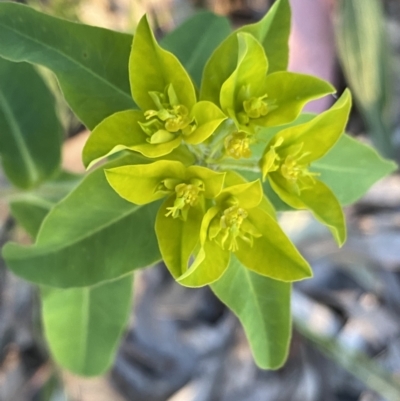 Euphorbia oblongata (Egg-leaf Spurge) at Ainslie, ACT - 23 Nov 2022 by NedJohnston
