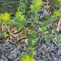 Euphorbia oblongata at Ainslie, ACT - 23 Nov 2022 07:31 PM