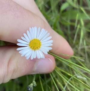 Erigeron karvinskianus at Ainslie, ACT - 23 Nov 2022