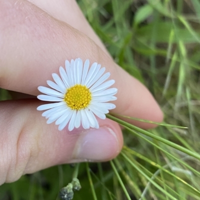 Erigeron karvinskianus (Seaside Daisy) at Ainslie, ACT - 23 Nov 2022 by Ned_Johnston