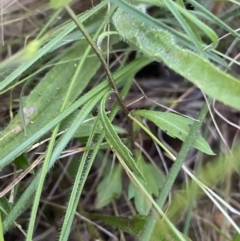 Erigeron karvinskianus at Ainslie, ACT - 23 Nov 2022