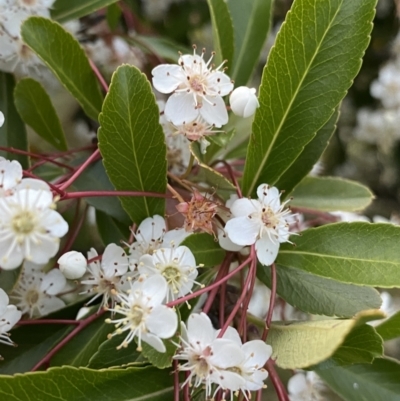 Pyracantha fortuneana (Firethorn) at Ainslie, ACT - 23 Nov 2022 by NedJohnston