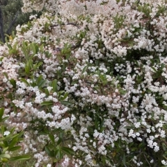 Pyracantha fortuneana at Ainslie, ACT - 23 Nov 2022 07:48 PM