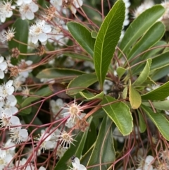 Pyracantha fortuneana at Ainslie, ACT - 23 Nov 2022 07:48 PM