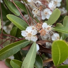 Pyracantha fortuneana at Ainslie, ACT - 23 Nov 2022 07:48 PM