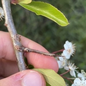 Pyracantha fortuneana at Ainslie, ACT - 23 Nov 2022