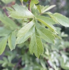 Crataegus monogyna at Ainslie, ACT - 23 Nov 2022