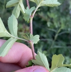 Crataegus monogyna at Ainslie, ACT - 23 Nov 2022