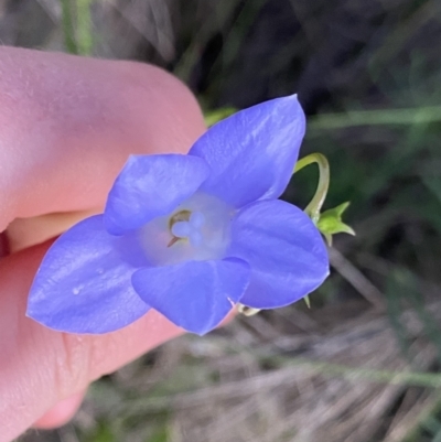 Wahlenbergia stricta subsp. stricta (Tall Bluebell) at Ainslie, ACT - 23 Nov 2022 by NedJohnston