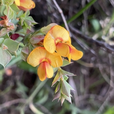 Pultenaea spinosa (Spiny Bush-pea, Grey Bush-pea) at Ainslie, ACT - 23 Nov 2022 by Ned_Johnston