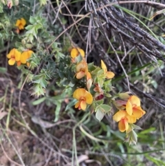 Pultenaea spinosa at Ainslie, ACT - 23 Nov 2022 07:54 PM