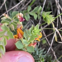 Pultenaea spinosa at Ainslie, ACT - 23 Nov 2022 07:54 PM