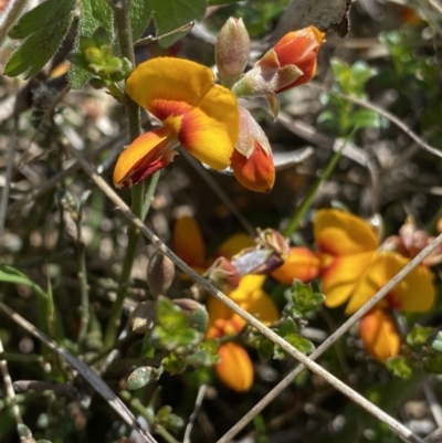 Mirbelia oxylobioides (Mountain Mirbelia) at Rendezvous Creek, ACT - 23 Nov 2022 by Ned_Johnston