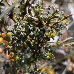 Mirbelia oxylobioides at Rendezvous Creek, ACT - 24 Nov 2022 10:19 AM