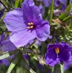 Solanum linearifolium (Kangaroo Apple) at Booth, ACT - 23 Nov 2022 by Ned_Johnston