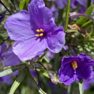 Solanum linearifolium at Booth, ACT - 24 Nov 2022 10:47 AM