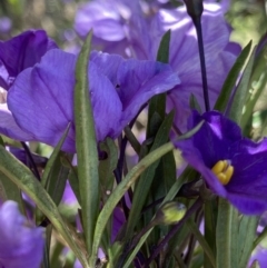 Solanum linearifolium at Booth, ACT - 24 Nov 2022 10:47 AM