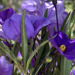 Solanum linearifolium at Booth, ACT - 24 Nov 2022 10:47 AM