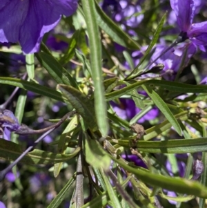 Solanum linearifolium at Booth, ACT - 24 Nov 2022 10:47 AM