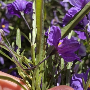 Solanum linearifolium at Booth, ACT - 24 Nov 2022 10:47 AM