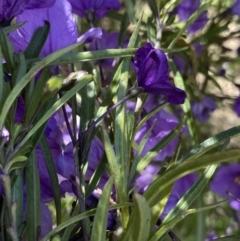 Solanum linearifolium at Booth, ACT - 24 Nov 2022 10:47 AM