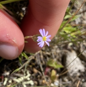 Vittadinia muelleri at Mount Clear, ACT - 24 Nov 2022