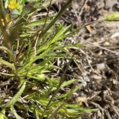 Vittadinia muelleri at Mount Clear, ACT - 24 Nov 2022