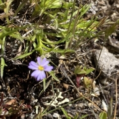 Vittadinia muelleri at Mount Clear, ACT - 24 Nov 2022