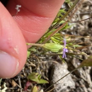 Vittadinia muelleri at Mount Clear, ACT - 24 Nov 2022