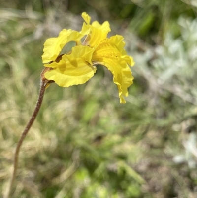 Velleia paradoxa (Spur Velleia) at Mount Clear, ACT - 24 Nov 2022 by Ned_Johnston