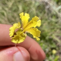 Goodenia paradoxa at Mount Clear, ACT - 24 Nov 2022