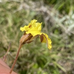 Velleia paradoxa at Mount Clear, ACT - 24 Nov 2022