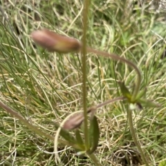 Velleia paradoxa at Mount Clear, ACT - 24 Nov 2022