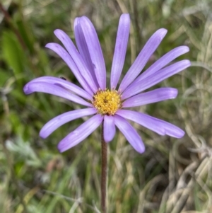 Calotis scabiosifolia var. integrifolia at Mount Clear, ACT - 24 Nov 2022