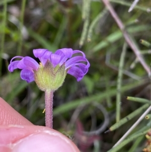 Calotis scabiosifolia var. integrifolia at Mount Clear, ACT - 24 Nov 2022