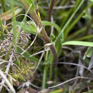 Calotis scabiosifolia var. integrifolia at Mount Clear, ACT - 24 Nov 2022