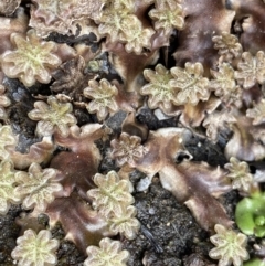 Marchantia sp. (genus) (A Liverwort) at Mount Clear, ACT - 19 Nov 2022 by Ned_Johnston