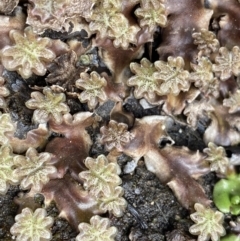 Marchantia sp. (genus) (A Liverwort) at Namadgi National Park - 19 Nov 2022 by Ned_Johnston