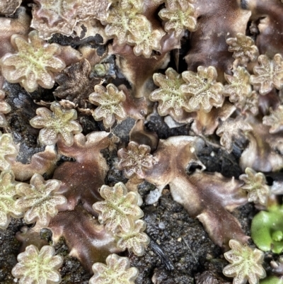 Marchantia sp. (genus) (A Liverwort) at Namadgi National Park - 19 Nov 2022 by Ned_Johnston