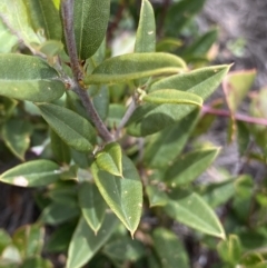 Podolobium alpestre at Mount Clear, ACT - 19 Nov 2022