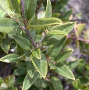 Podolobium alpestre at Mount Clear, ACT - 19 Nov 2022