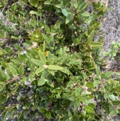 Podolobium alpestre at Mount Clear, ACT - 19 Nov 2022